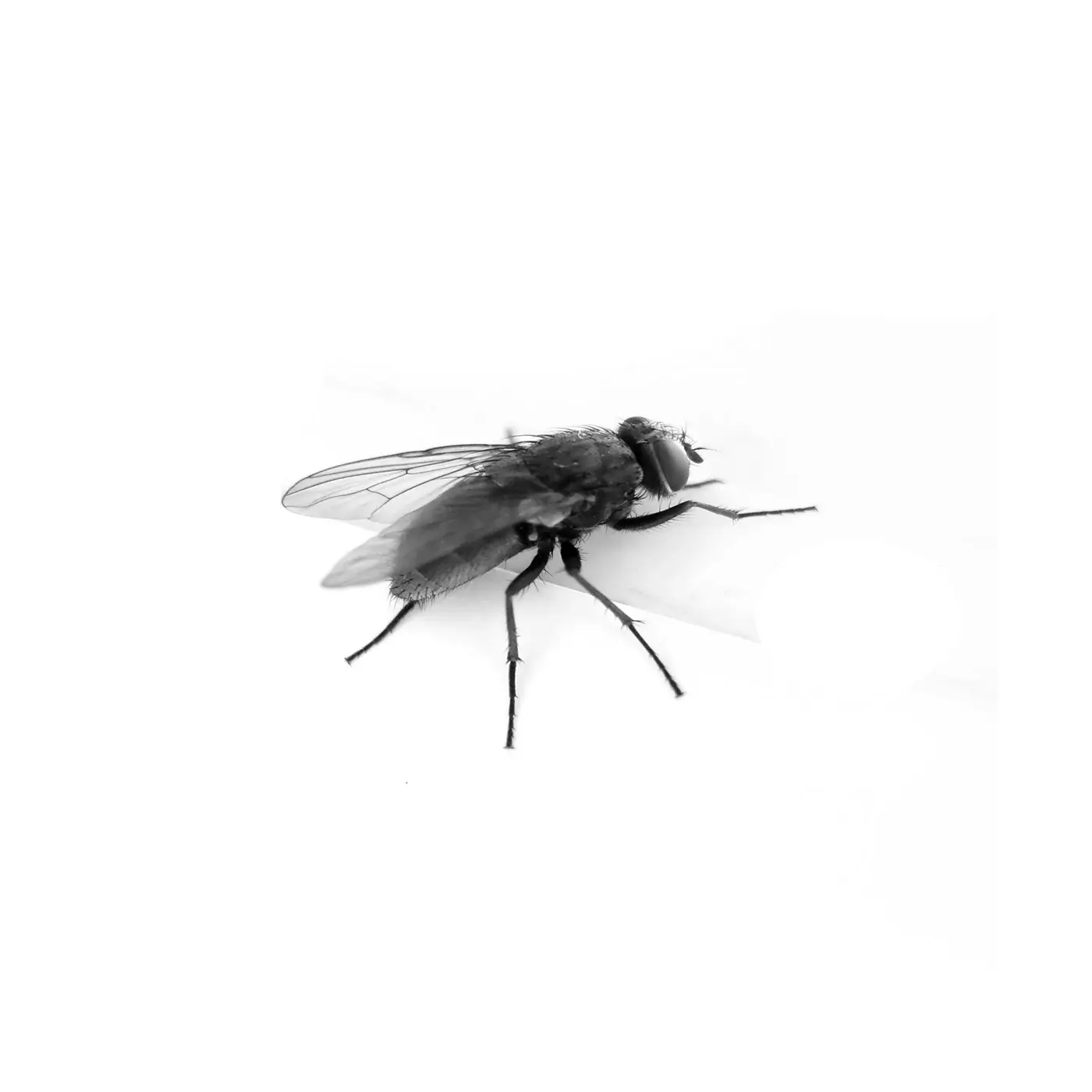 “fly in the milk” isn’t just a song. It’s a necessary, brilliant act of resistance.