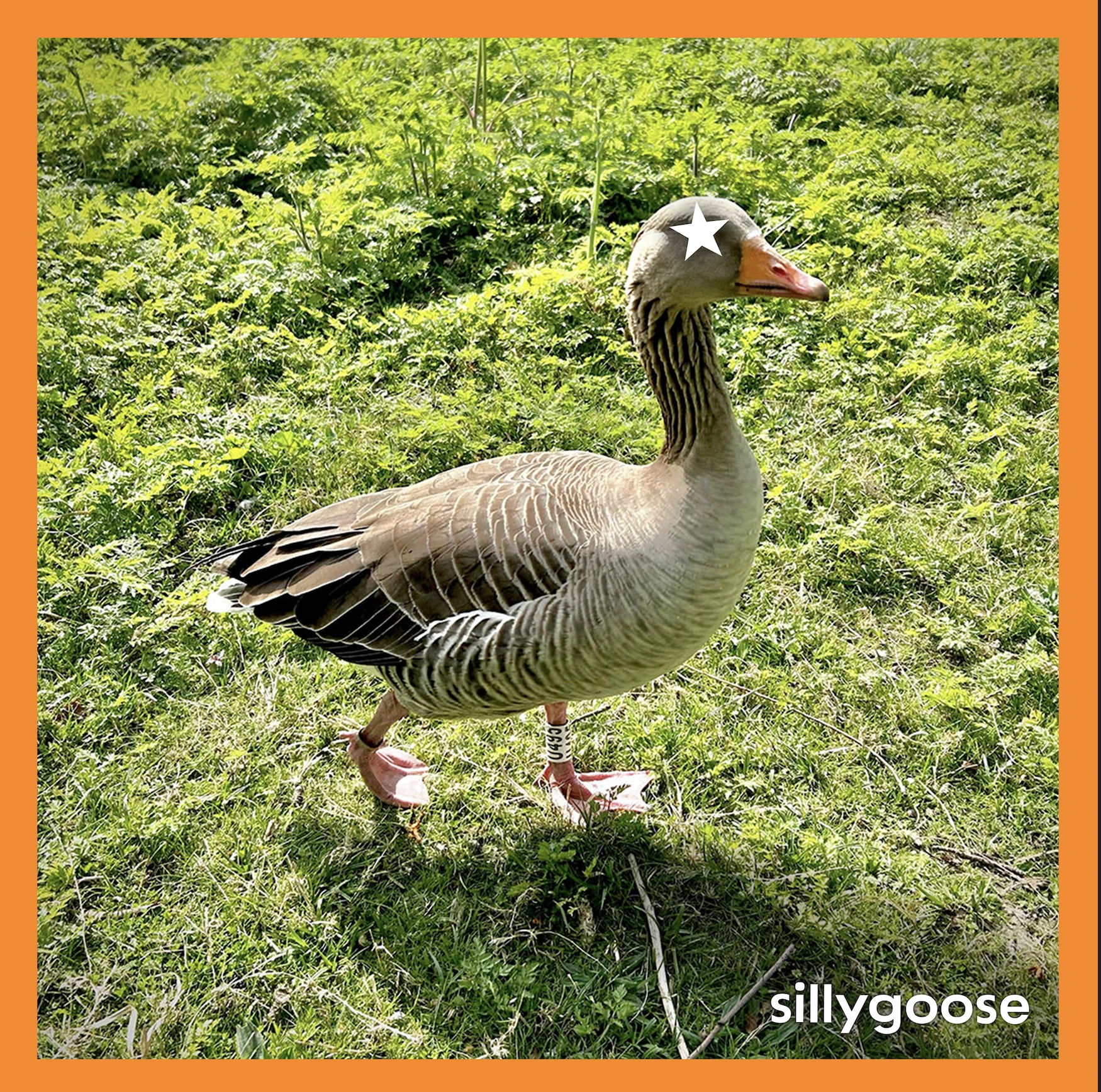 The Flashpot Moments’ “sillygoose” Has Your New Favorite Songs